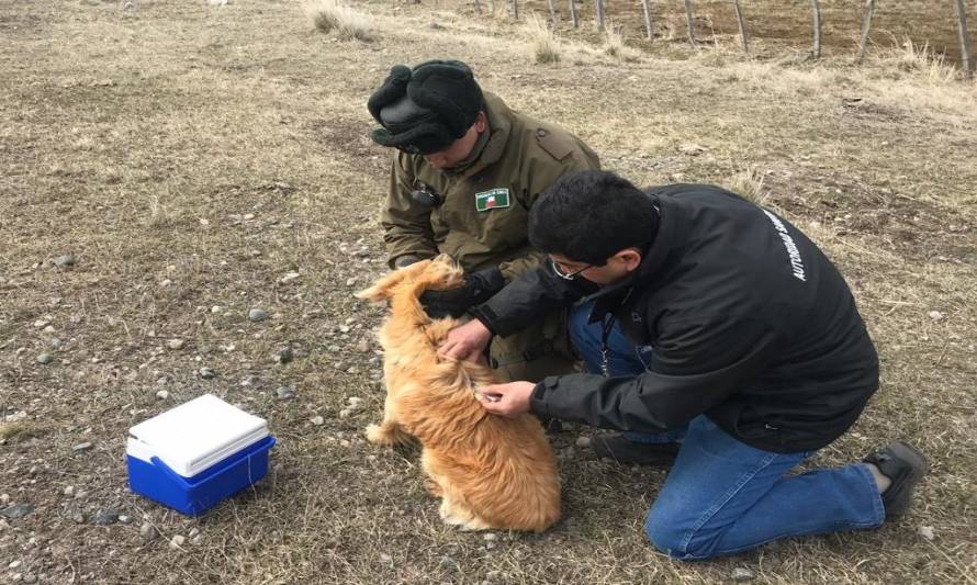 Vacunaron contra la rabia en animales de distintos puntos de la región 