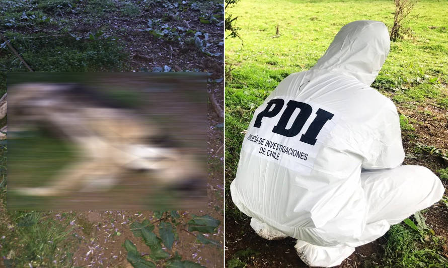 PDI y muerte de perro en La Puntilla: "hay evidencia de lesiones atribuibles a terceras personas”