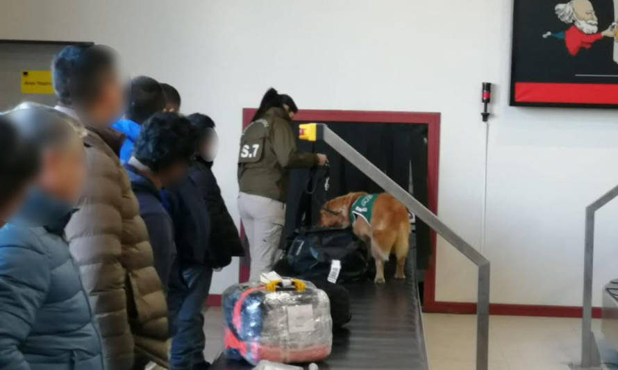 O.S.7 encontró 242 dosis de marihuana en el aeropuerto de Balmaceda