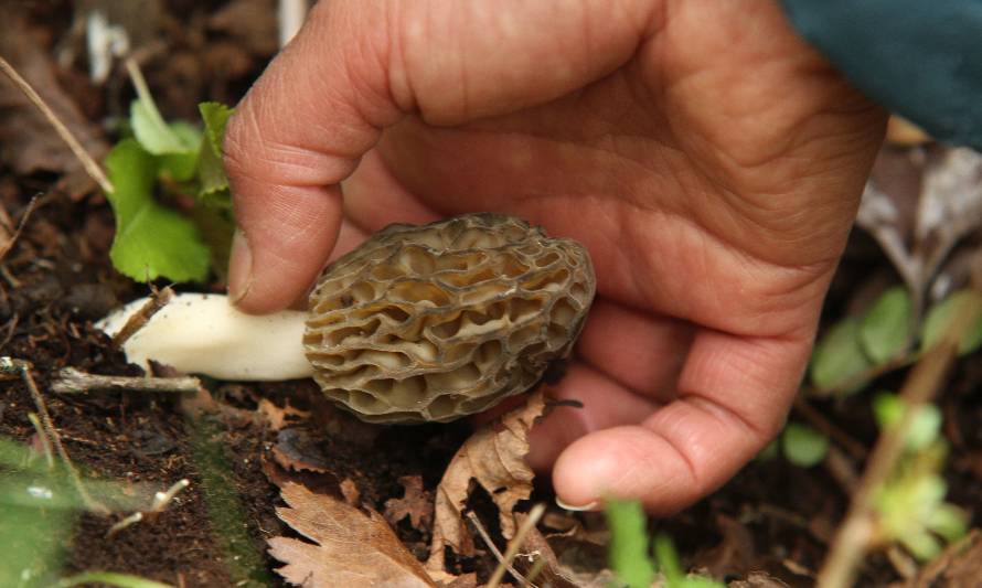 Cooperativa de jóvenes de Aysén apuesta por el mercado sustentable de hongos silvestres