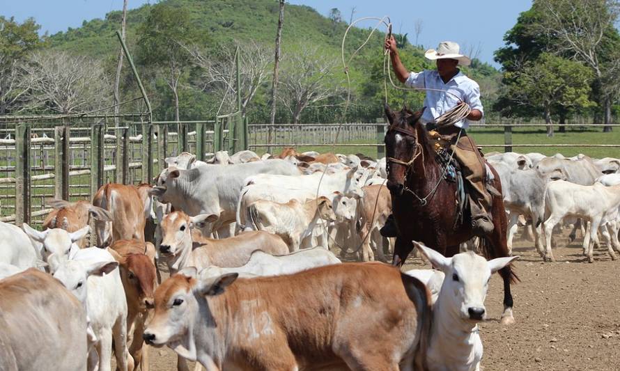 Diputados votarán que agricultores y pescadores puedan seguir emitiendo guías de despacho en papel