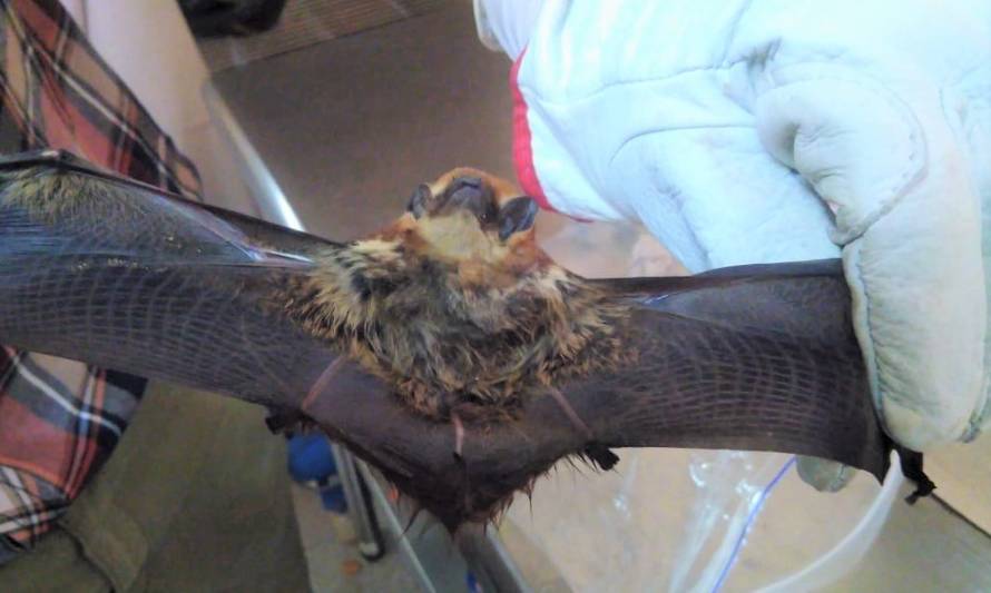 Detectan rabia en murciélago en sector rural de Puerto Aysén 