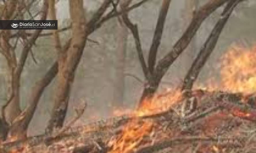 Se mantiene alerta amarilla en Los Ríos por incendio forestal