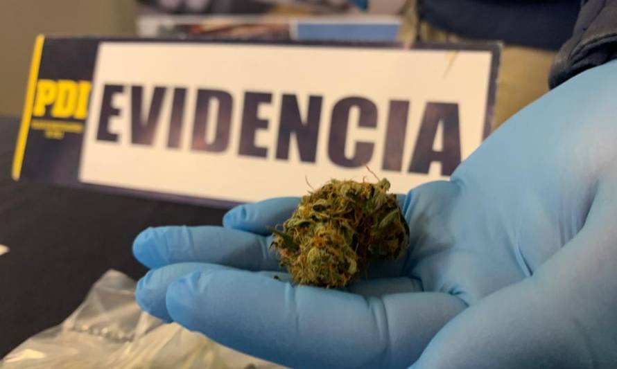 PDI sacó de circulación 68 dosis de cannabis sativa en Coyhaique
