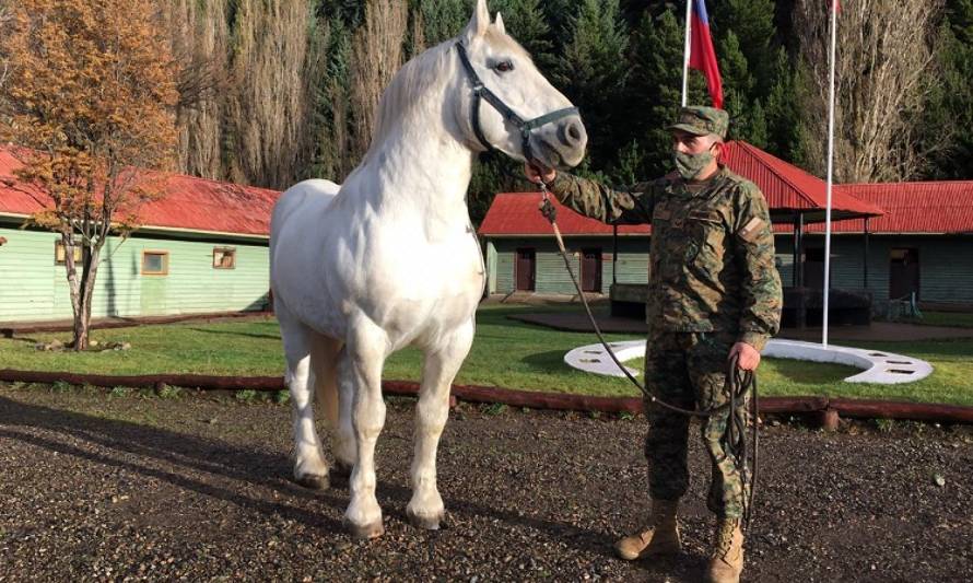 Proyectan retomar estaciones de monta en Aysén para mejorar genética de los caballos