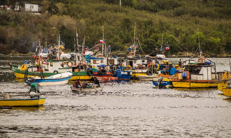 Pescadores de Aysén podrán seguir extrayendo cholgas gracias a suspensión de veda