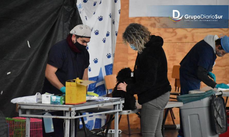 En Puerto Aysén activan operativo de esterilización gratuita para mascotas de la comuna