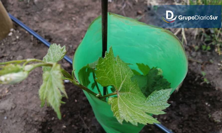 En General Carrera se producirá el vino más austral del mundo