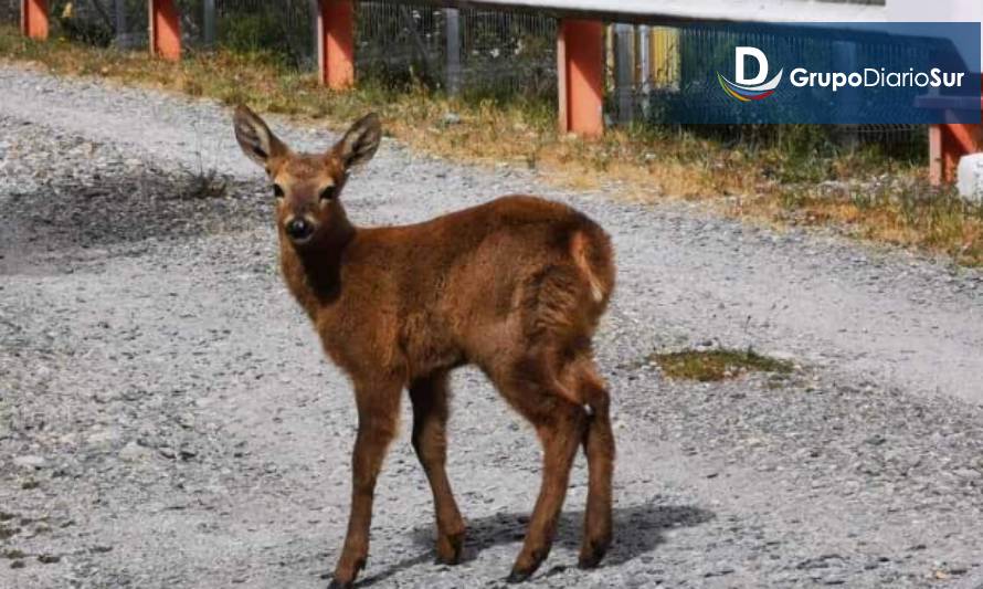 Cochrane: Logran reencontrar a cría de huemul perdida con su madre