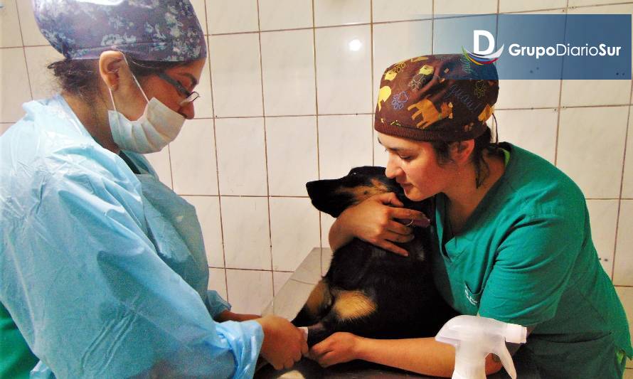 Subdere entrega recursos para  esterilización de mascotas en Chile Chico