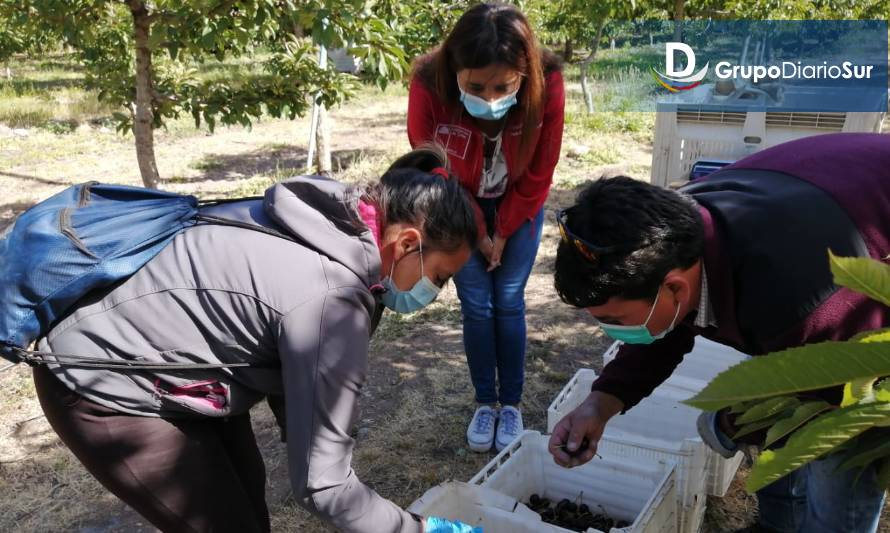 Chile Chico: A días de terminar la cosecha de cerezas protocolos sanitarios han sido exitosos  