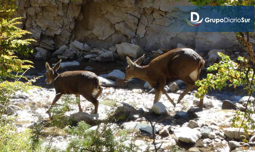 Cría de huemul muere atropellada en carretera que cruza Cerro Castillo