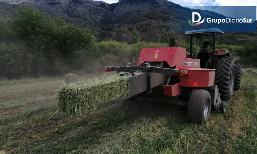 Indap llama a productores de Aysén a abastecerse de forraje durante el verano