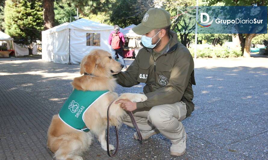 Gazu: el can de Carabineros del O.S.7 que se suma al combate del tráfico de drogas en Aysén 