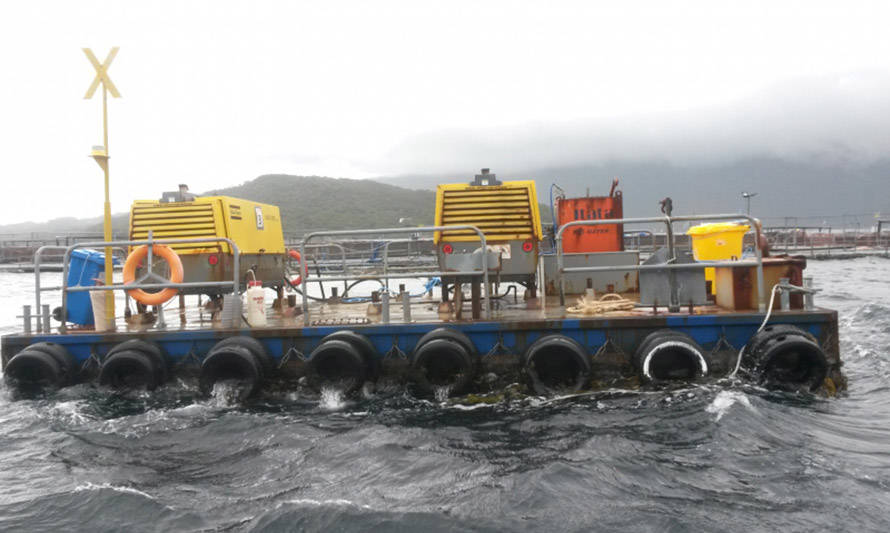 Formulan cuatro cargos contra salmonera Blumar por nuevas infracciones en Aysén