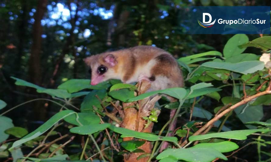 Nuevo Doctor en Ciencias, mención Ecología y Evolución avanza en el conocimiento de especie emblemática de Chile, el monito del monte 