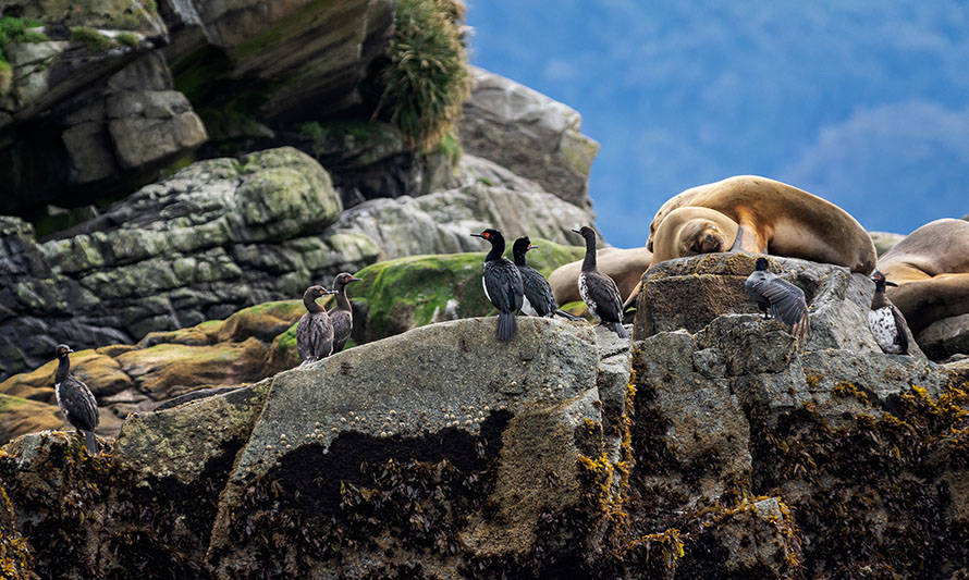 Investigadores UACh ejecutaron segunda campaña de monitoreo ambiental en costa norte de Aysén