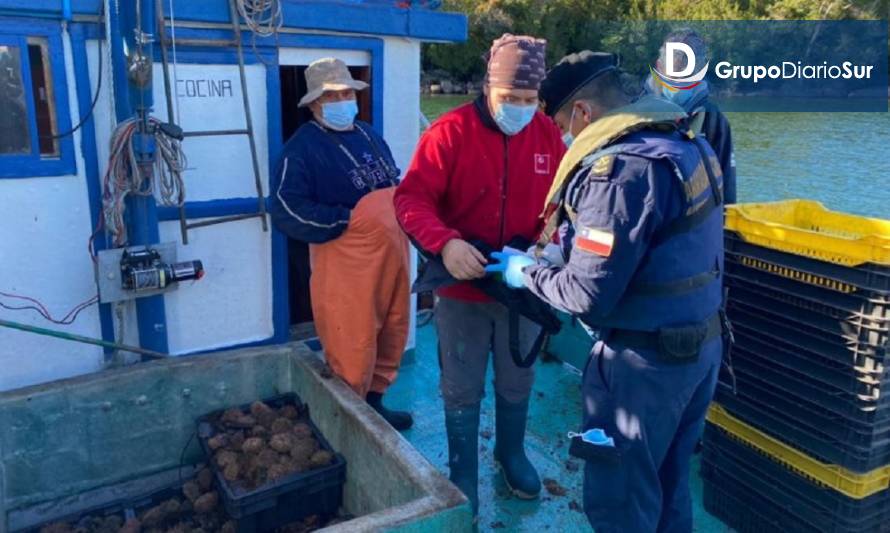 Fiscalización pesquera conjunta incauta 200 kilos de erizo en Aysén
