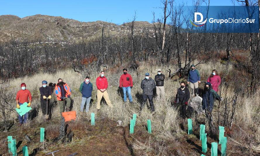 CONAF reforestará zona afectada por incendios de 2019