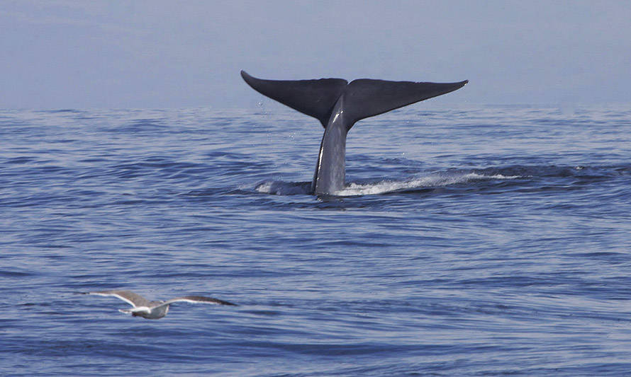 Seminario de Intesal abordó la importancia de los cetáceos y su interacción con la salmonicultura