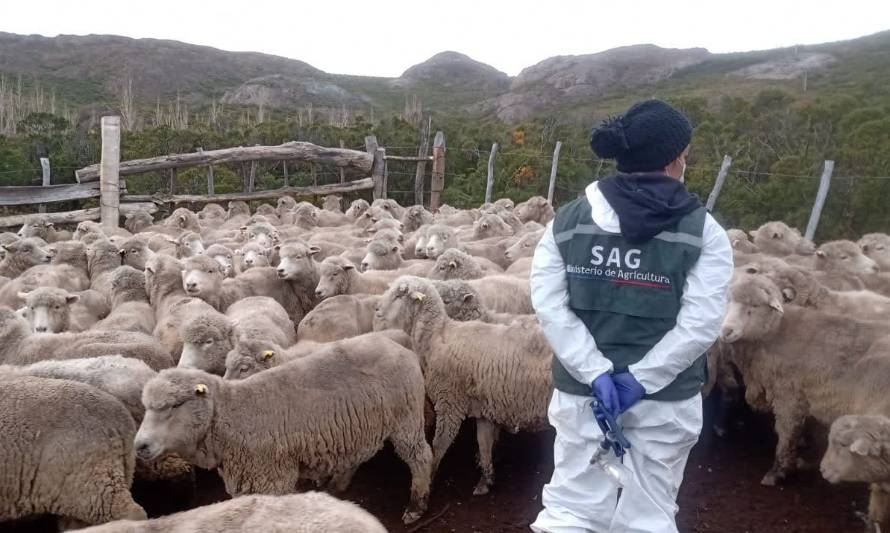 Más de once mil animales han sido atendidos gracias a programa ovino que ejecuta el SAG
 