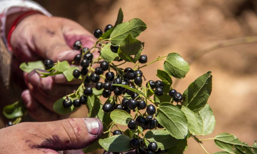 Innovador proyecto en la Región de Aysén busca domesticar calafate y maqui