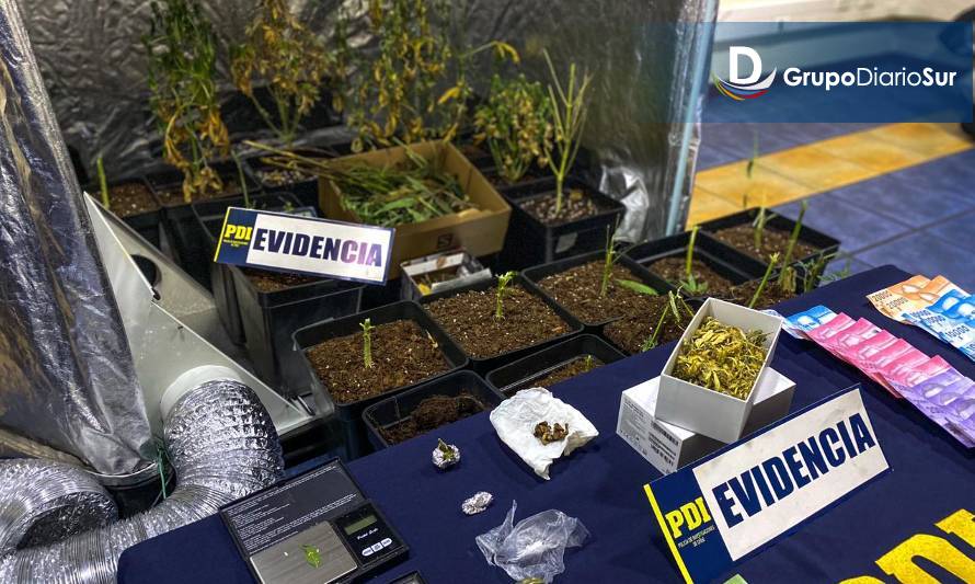 Desbaratan cultivo indoor de marihuana en Puerto Aysén