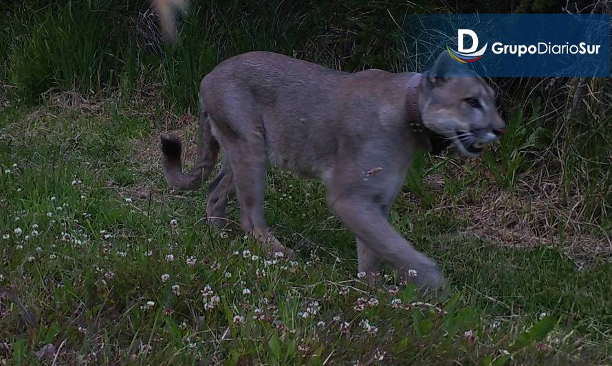 Monitorean interacción de pumas en áreas de uso público del Parque Nacional Patagonia