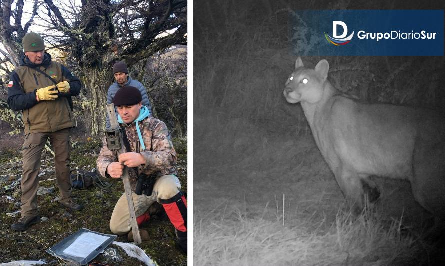 Monitorean con cámaras trampa a pumas en áreas del Parque Nacional Patagonia