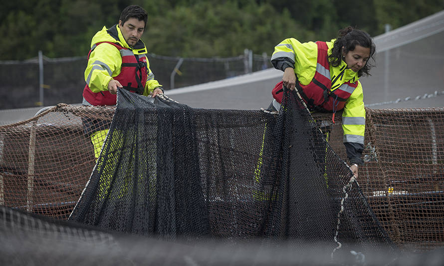 Empresas del Consejo del Salmón generaron más de 14 mil puestos de trabajo en el primer trimestre de 2021