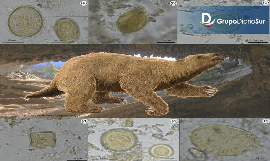 Investigadores descubrieron parásitos fósiles en el Monumento Natural Cueva del Milodón en la zona austral de Chile 