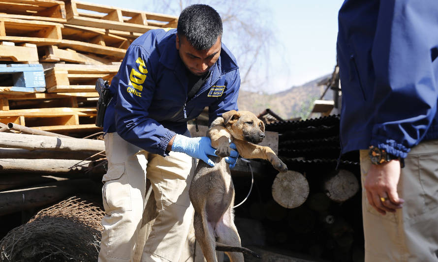 PDI detuvo a coyhaiquina por maltrato animal 