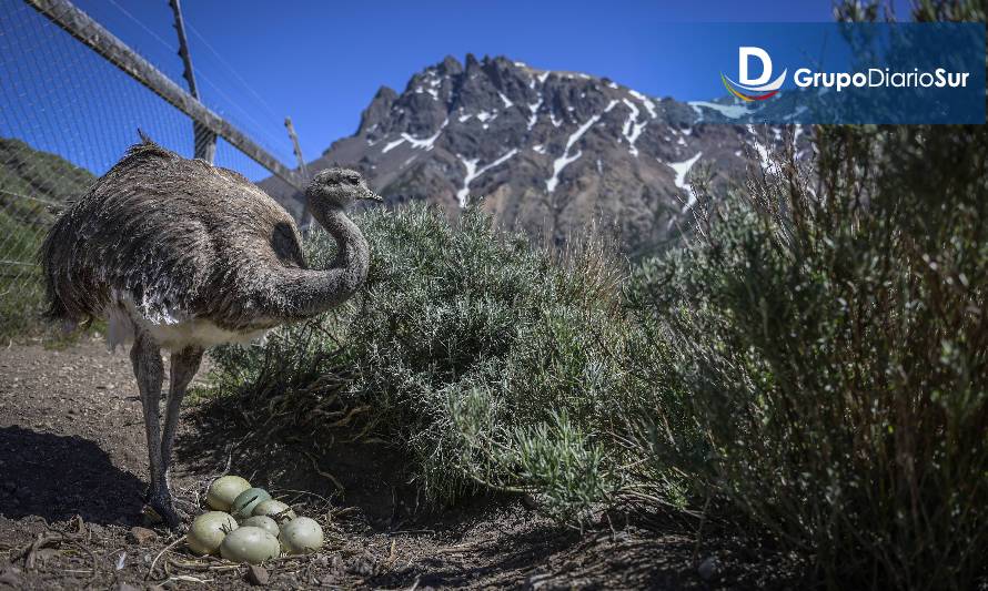 Tompkins Conservation Chile ahora es Rewilding Chile