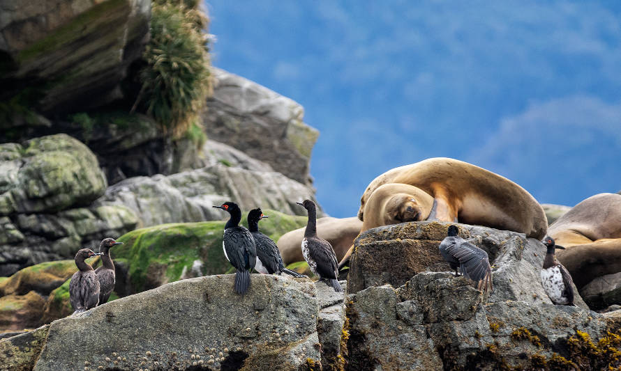 Programa de investigación UACh publicó tercer monitoreo al área marina protegida de Aysén