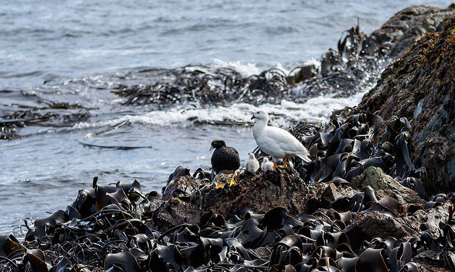 UACh dio a conocer nuevo informe de monitoreo ambiental de zona protegida en la costa norte de Aysén