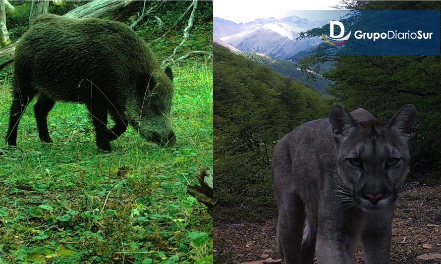 Impresionantes capturas de fauna aysenina gracias a cámaras trampa