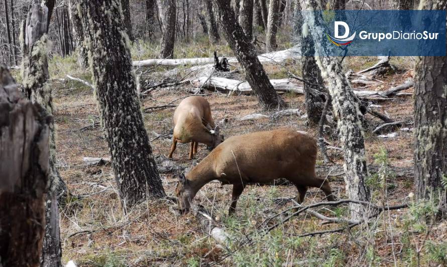 Atropellaron a huemul macho cerca de Los Mallines