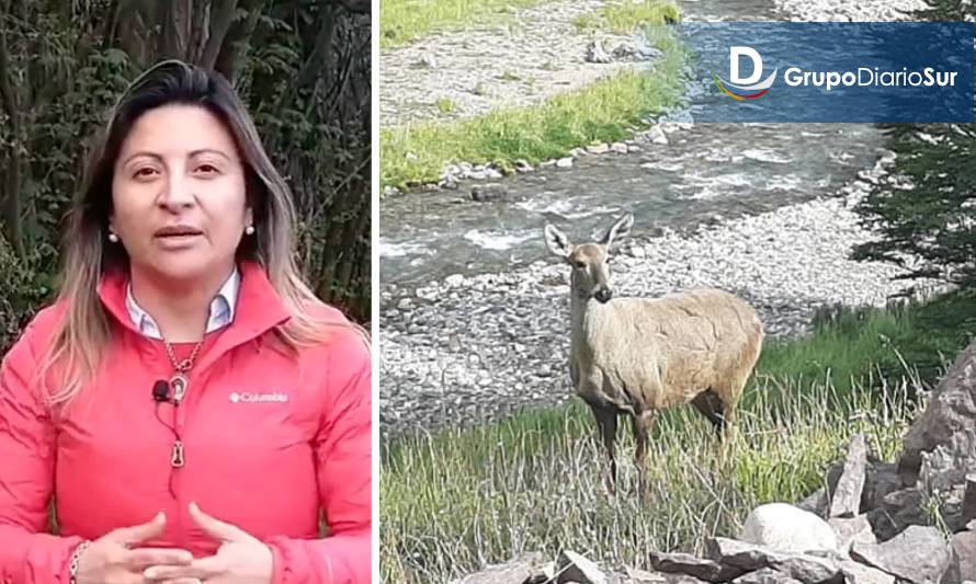 Candidata a diputada se compromete con la protección del huemul