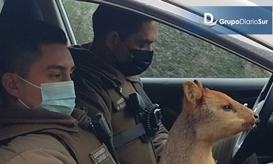 Carabineros de Puerto Aysén rescató pudú atacado por perros