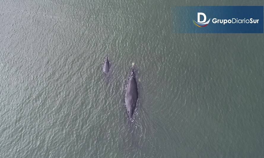 Crías de Ballenas Francas están naciendo en la bahía San Quintín