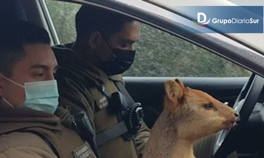 Pudú rescatada estaba preñada y finalmente murió