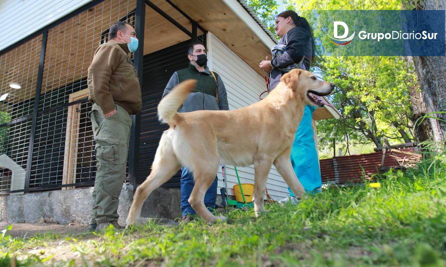 Teniente Rubilar del Grupo de Adiestramiento Canino: “Los perros son un carabinero más”
