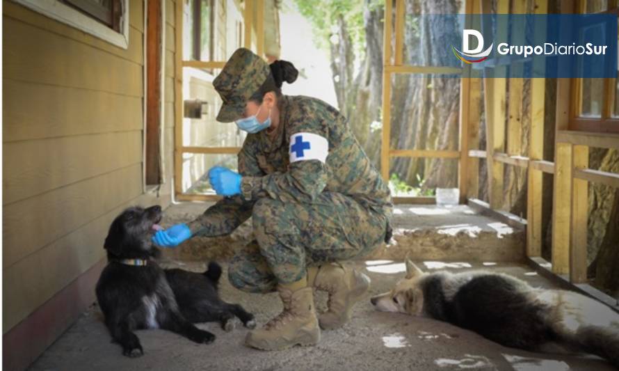 Ejército realizó vacunación y desparasitación de perros comunitarios