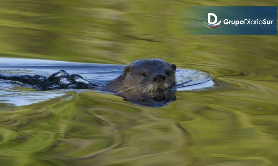 Argentina y Chile se unen para celebrar la semana del huillín