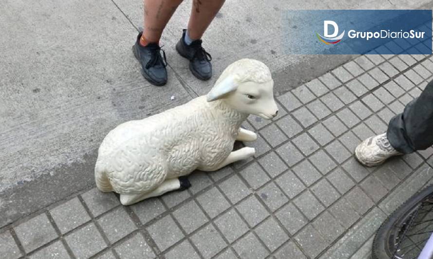 Insólito robo de "corderos" se registró en plaza de Osorno