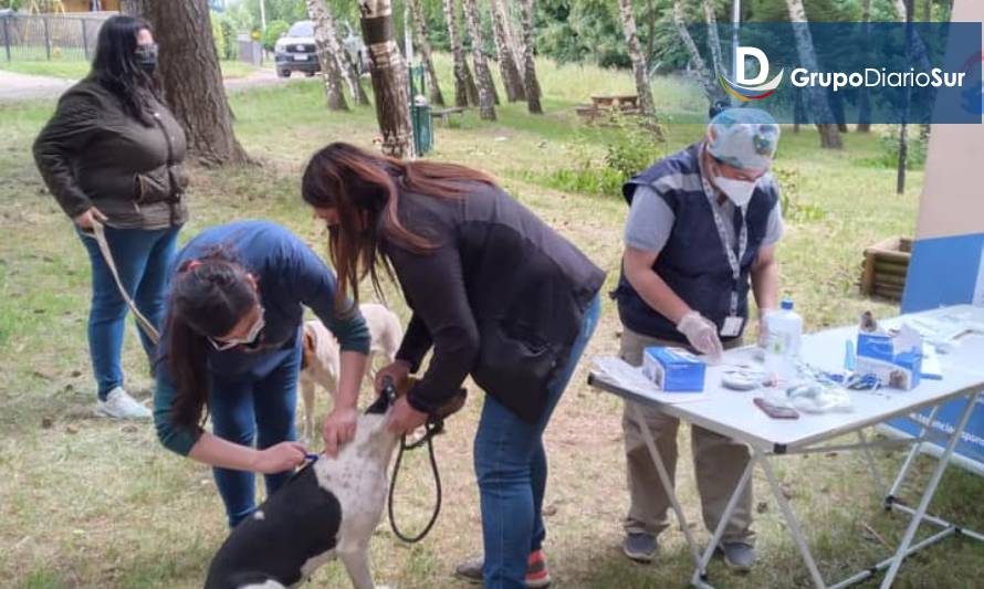 Vacunaron y desparasitaron contra la hidatidosis en Coyhaique