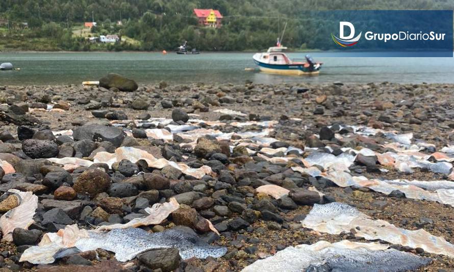 Dejaron restos de salmones en orilla de la bahía de Puyuhuapi