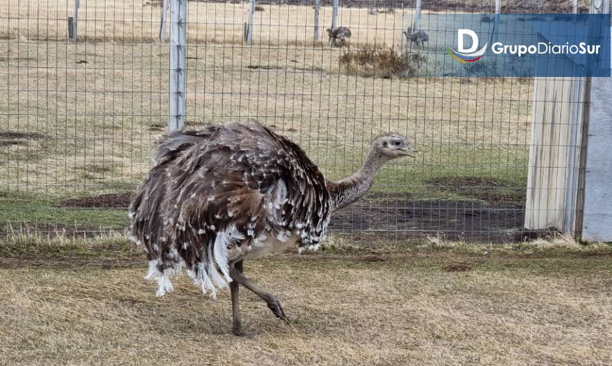 Centros de fauna deben declarar a sus especies