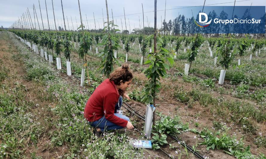 Construirán el catastro frutícola de Aysén