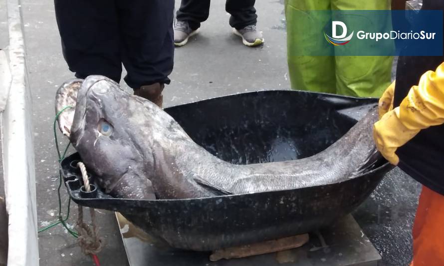 Comienza temporada de captura del bacalao de profundidad